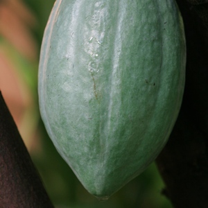 Theobroma cacao (cocoa)